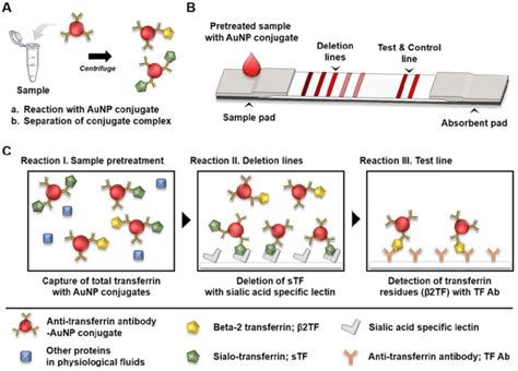beta-2 transferrin|Cerebrospinal Fluid (CSF) Leak .